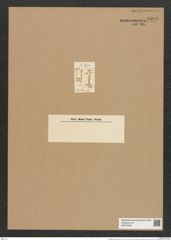 Tabellaria nodosa Ehrenb. (de-Toni-Nr.: Genus 89, Species 2989) Zeichnungen Sammlung Grunow Nr. 6098 (NHMW-BOT-W0374629)